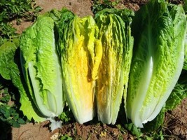 1000 Parris Island Cos Lettuce Seeds Fresh Fast Shipping - $3.36