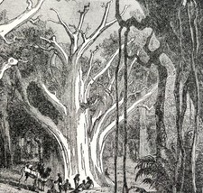 Giant Baobab Tree African Virgin Forest 1887 Wood Engraving Victorian Art DWEE29 - £13.18 GBP