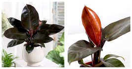 Black Cardinal Philodendron Starter Plant Gardening - £32.10 GBP