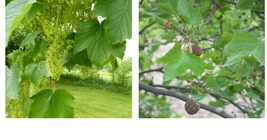 300 Seeds American Sycamore (Platanus occidentalis) seeds Garden - £22.44 GBP