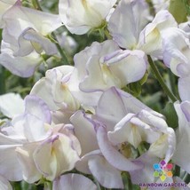 50+ King&#39;s High Scent Sweet Pea Seeds - $9.99