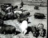 Feeding Hogs in Prairie Pasture Illinois Glass Slide Underwood &amp; Underwood - $24.82