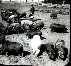 Feeding Hogs in Prairie Pasture Illinois Glass Slide Underwood &amp; Underwood - £19.51 GBP