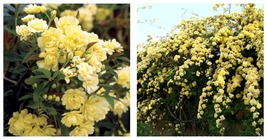 150 Seeds/Pack &#39;Lady Banks&#39; Yellow Climbing Rose Flower Seeds Professional Pack  - £17.55 GBP