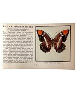 California Sister Butterfly 1934 Butterflies Of America Insect Art PCBG14C - €17,17 EUR