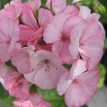 USA Seller 15 Geranium Seeds Zonal Black Velvet Apple Blossom Garden Flowers Flo - $18.84