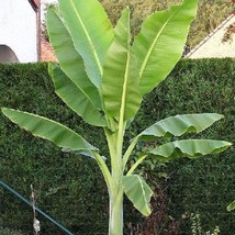 Fresh New Ensete Glaucum Snow Banana 5 Seeds USA Seller - $18.40