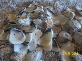 approx 500 grams drilled Sea Shell Beads assorted sizes fun to work with - £10.81 GBP