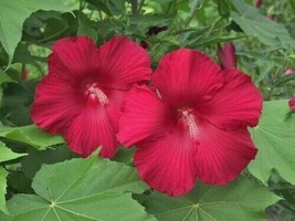 40 Seeds Lord Baltimore Hibiscus Red Hibiscus Moscheutos Heirloom Seeds Instant - $8.35