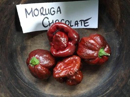 Trinidad Moruga Scorpion Chocolate Chili - 5+ seeds - Ch 004 - £2.72 GBP