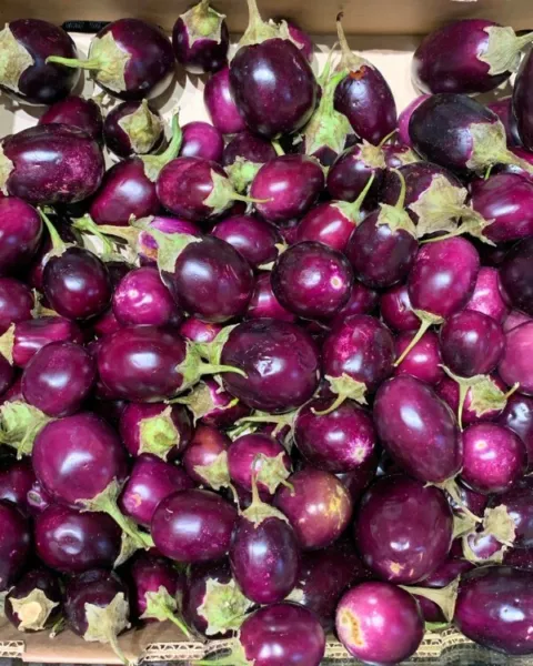 Baby Eggplant Purple Round Thai Indian 50 Seeds Organic Fresh Garden - £8.45 GBP