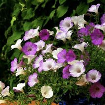 Petunia Dwarf Mix of Colors Flower Packet 5000 Seeds #WFL18 - £15.16 GBP