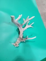 H8 Atypical Whitetail Deer Shed Antler - $59.40