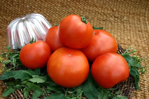 50 Seeds Primo Red Tomato Tomatoe Vegetable Edible Canning Fresh - £8.11 GBP