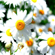 German Chamomile 4000 Seeds Non-Gmo Heirloom Flower Teas Medicinal Herb Camomile - £7.66 GBP