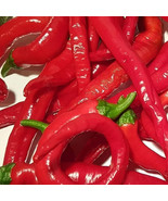 PSA Portugal Pepper Hot Capsicum Annuum Long Thin Shape Fast Growing - $2,315.02 MXN