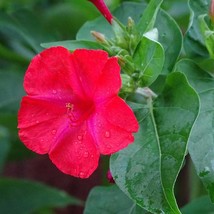 Flower Seeds 4 OClock Red Flower 25 Seeds Mirabilis Jalapa Brilliant Blooms Annu - £13.67 GBP