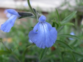 Salvia Azurea Blue Sage 40 Seeds for Planting | Easy-to-Grow Perennial  - $17.00
