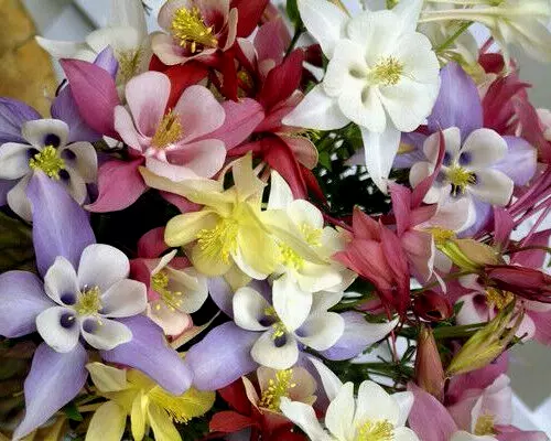 Columbine Mix 202 Seeds All Kinds And Colors Aquilegia Nice Shade Flower... - $6.38