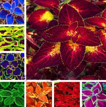 25 Seeds Heirloom Coleus Seeds Beautiful Mix Color Flower Plant From US - £7.98 GBP