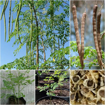 BEST THREE ORGANIC FRESH MORINGA OLEIFERA (3) 6&quot; CUTTINGS - $23.99