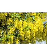 Golden Chain Tree {Laburnum Alpinum} 20 Seeds Us Seed - $9.89