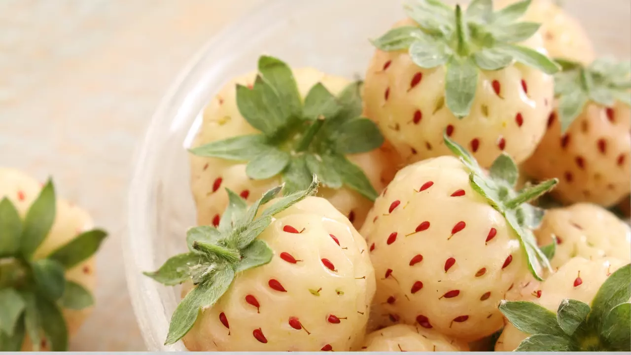 10 Fruit Plants Pineberry Strawberry Incredibly Sweet Berry! - $89.90