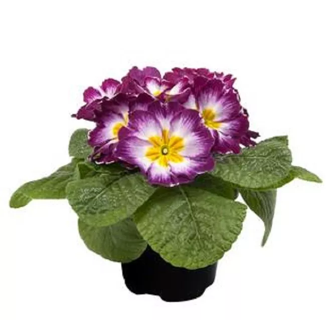 Primula Seeds Primula Early Violet Bicolor 50 Primrose Seeds SS - $16.95