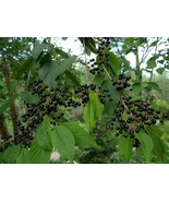 Amur Chokecherry - Manchurian Cherry - Prunus maackii - 10 seeds (G 099) - £3.98 GBP
