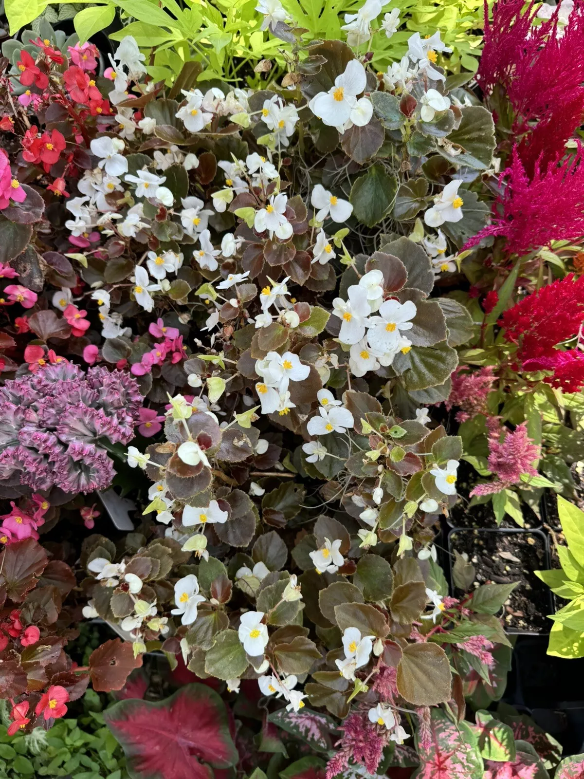 begonias plants - $17.47