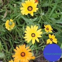 LWSTORE African Daisy Seeds Dimorphotheca Sinuata Non Gmo Grown 300 Seeds USPS S - $9.42