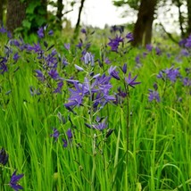 Fresh New Blue Camas Seeds Camassia Quamash 10 Seeds USA Seller - £23.02 GBP