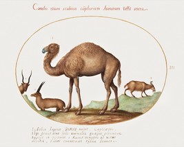 14122.Decor Poster.Room wall art design.Vintage drawing.Animal world.Camel - £13.15 GBP+