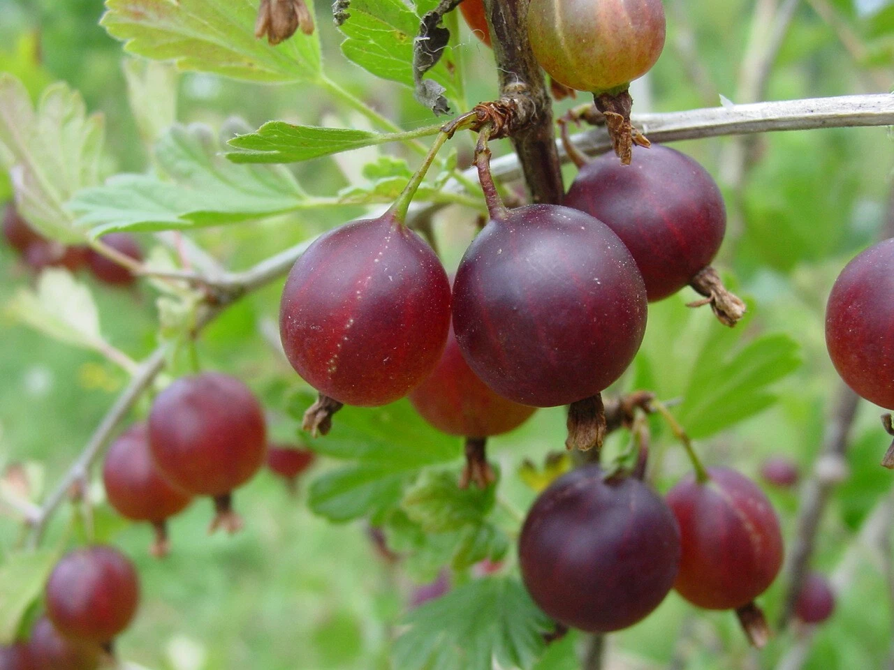 1 Pixwell Gooseberry live rooted starter plant, edible Shrub zones 3-8. - $35.63