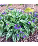 10 Wholesale Perennial Pulmonaria 'Trevi Fountain' Lungwort Live Plants Flowers - $76.00