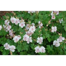 25+ Biokovo Geranium Seeds – Vibrant Flowers for Home &amp; Garden Gardening - $16.50