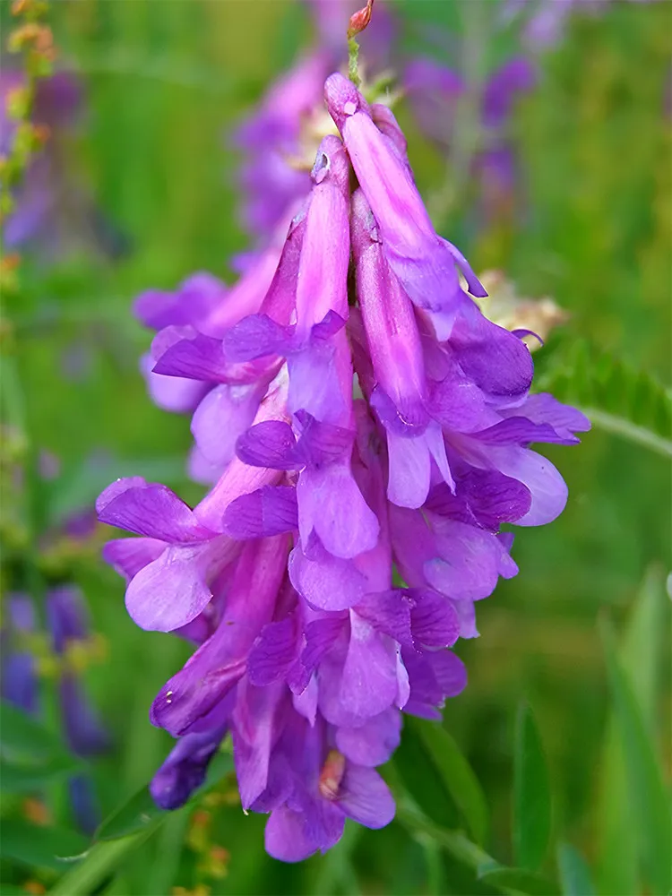 Bellfarm® Purple Hairy Vetch Seeds 100 Seeds - £8.76 GBP