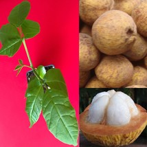 Santol Sandoricum Koetjape Yellow Mangosteen Cottonfruit Tropical Fruit ... - £22.41 GBP