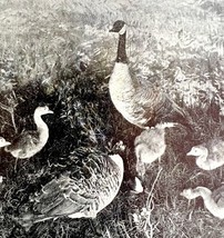 Wild Geese With Babies Crane Lake Saskatchewan 1936 Bird Print Nature DWU13 - €17,28 EUR