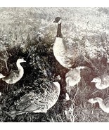 Wild Geese With Babies Crane Lake Saskatchewan 1936 Bird Print Nature DWU13 - €17,37 EUR