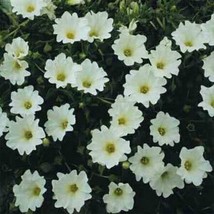 GUNEL Nolana Chilean Bellflower White 50 Seeds - $8.00