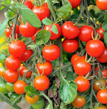 New Fresh Seeds Large Red Cherry Tomato Ground Plum Grape Tomatoes - £6.24 GBP