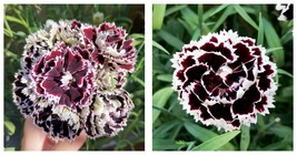 Carnation &#39;Black and White Minstrel&#39;, Dianthus Chinensis Heddewigii 40 Seeds  - £23.17 GBP