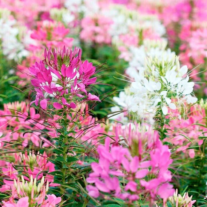 100 Firework Mix Spider Seeds Clome Spinosa Perennial Seed Fresh Gardening - $8.98