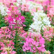 100 Firework Mix Spider Seeds Clome Spinosa Perennial Seed Fresh Gardening - $8.98