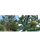 50 Seeds Araucaria Araucana Seeds For Planting Monkey Puzzle Tree Chilean Pine G - $14.22