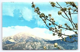 Postcard Spring Time View Mount San Gorgonio California CA - $3.75