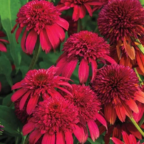 50 Double Cranberr Coneflower Seeds Echinacea Flower Flowers Seed 1039 Fresh - £11.78 GBP