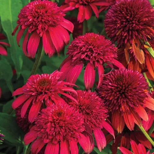 50 Double Cranberr Coneflower Seeds Echinacea Flower Flowers Seed 1039 Fresh - £11.25 GBP