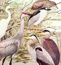 Egret Crane And Herons 1936 Bird Art Lithograph Color Plate Print DWU12B - $29.99